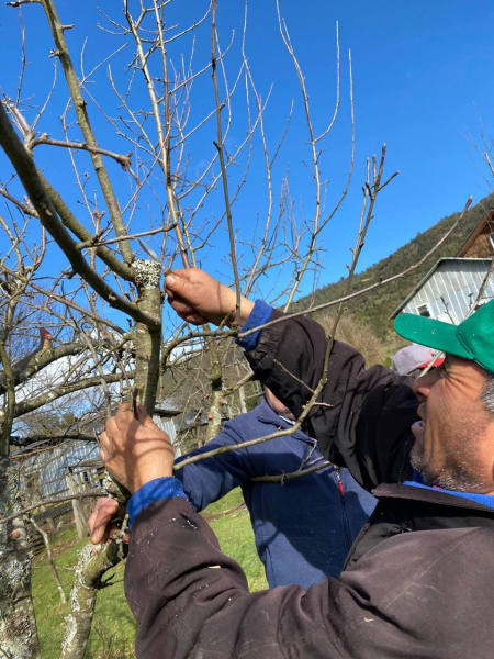 Poda e injerto, tareas de mantención en el predio en invierno