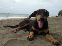 Capacitación tenencia responsable mascotas en San Juan de la Costa